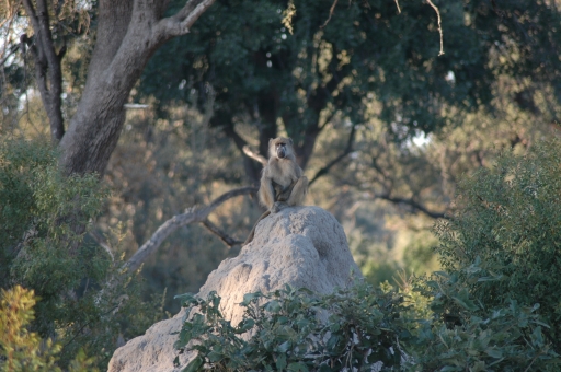 Baboon and termite mound 